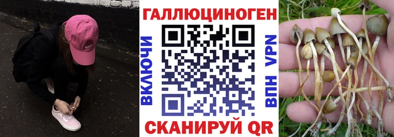 Купить закладки  Гаджиево  Псилоцибиновые грибы Magic Shrooms 